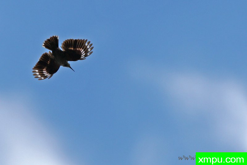 Pomurnik---著名摄影师：Cezar摄影