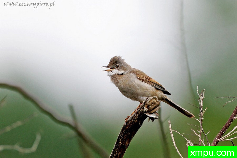 小白喉莺（西尔维亚群落）---著名摄影师：Cezar摄影