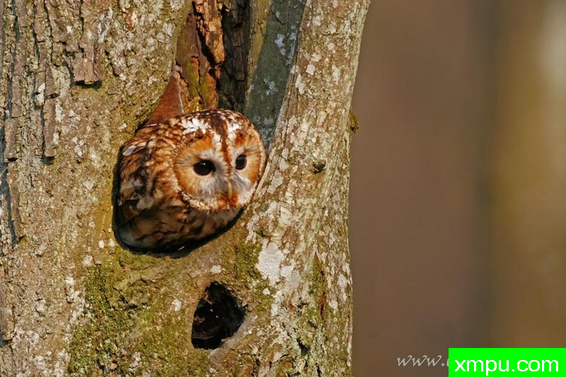 托尼鸮--著名摄影师：Cezar摄影