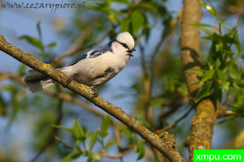 西科拉蓝色海岸（Cyanistes cyanus）---著名摄影师：Cezar摄影
