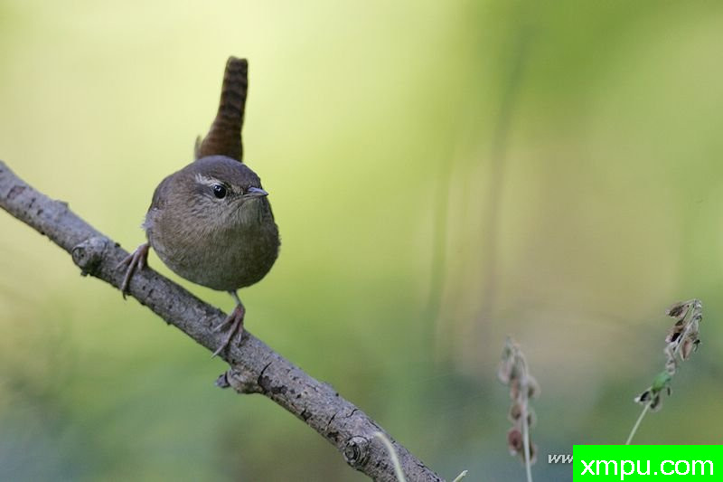 雷恩（穴居人---著名摄影师：Cezar摄影