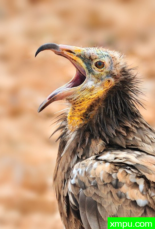 年轻的埃及秃鹫---著名摄影师：何塞米格尔罗德里格斯摄影