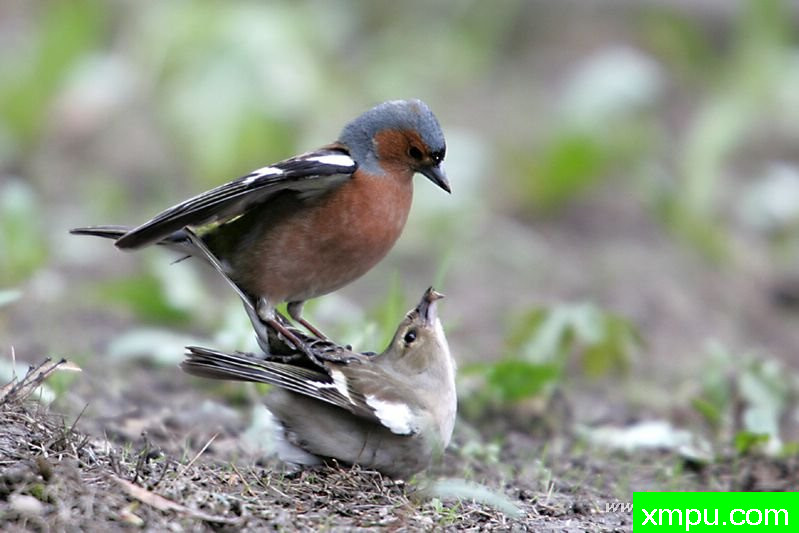 查芬奇（燕雀coelebs）---著名摄影师：Cezar摄影
