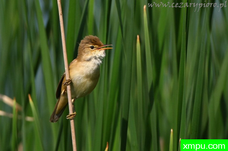 苇莺（Acrocephalus scirpaceus）---著名摄影师：Cezar摄影