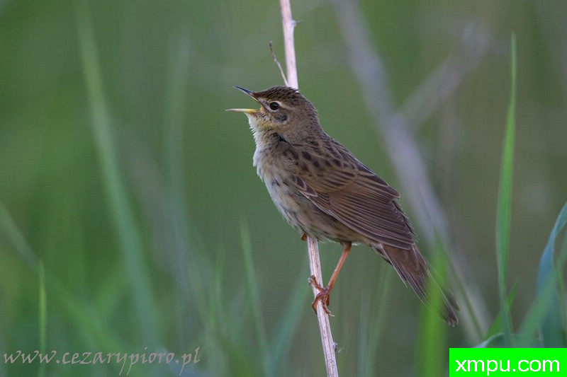 Świerszczak---著名摄影师：Cezar摄影
