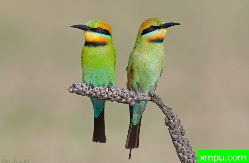 食蜜蜂鸟02[澳大利亚]---著名荒野摄影师：奥弗利维摄影