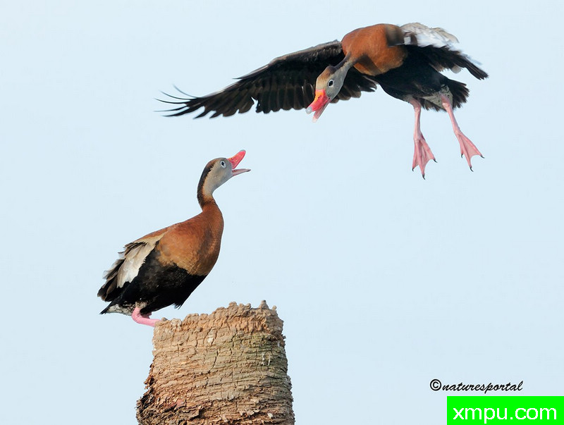 飞行位置 --摄影师：南希埃尔伍德摄影