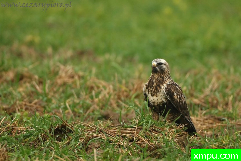 粗腿鵟（巴特奥狐）---著名摄影师：Cezar摄影