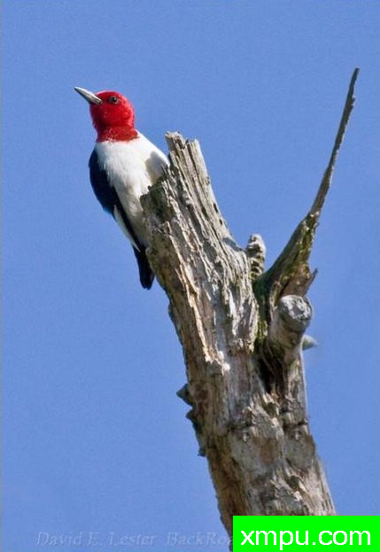 红头啄木鸟---著名摄影师：大卫莱斯特é 摄影