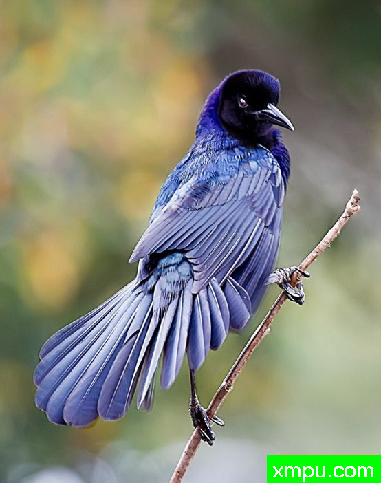 棕榈滩湿地之美 --摄影师：理查德WAAS 摄影