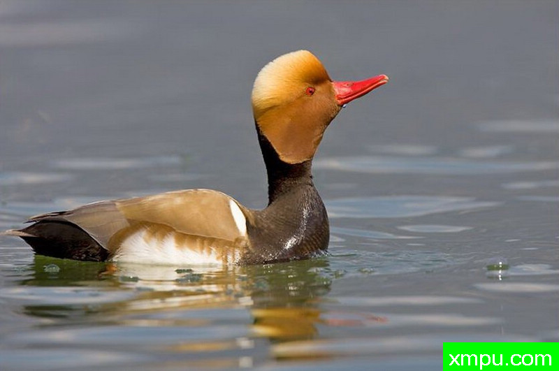 金头鸭--著名摄影师：大卫考特尼摄影