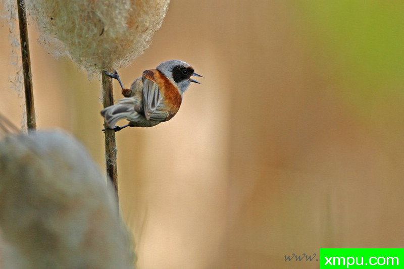 Remiz（Remiz --著名摄影师：Cezar摄影