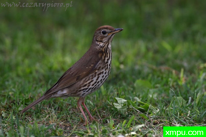 歌手（Turdus philomelos）---著名摄影师：Cezar摄影