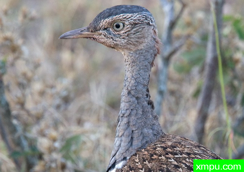 非洲的鸟类萨比金沙南 红冠科汉--摄影师：迈克尔莫斯摄影
