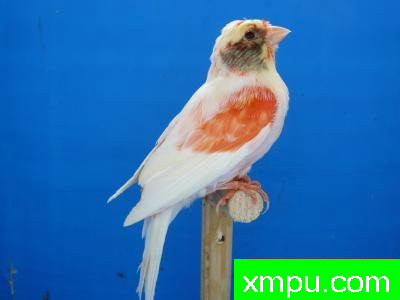 金丝雀--红麻马赛克--摄影师:lipo mosaique rouge 88 [法国]