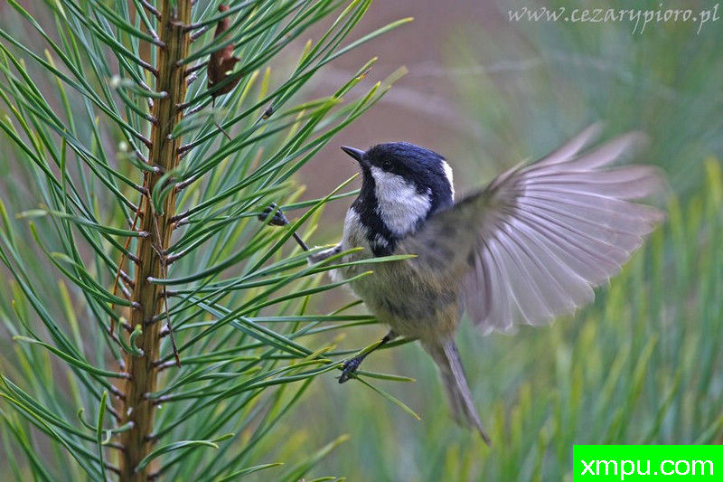 Sosnówka（Periparus亚特）---著名摄影师：Cezar摄影