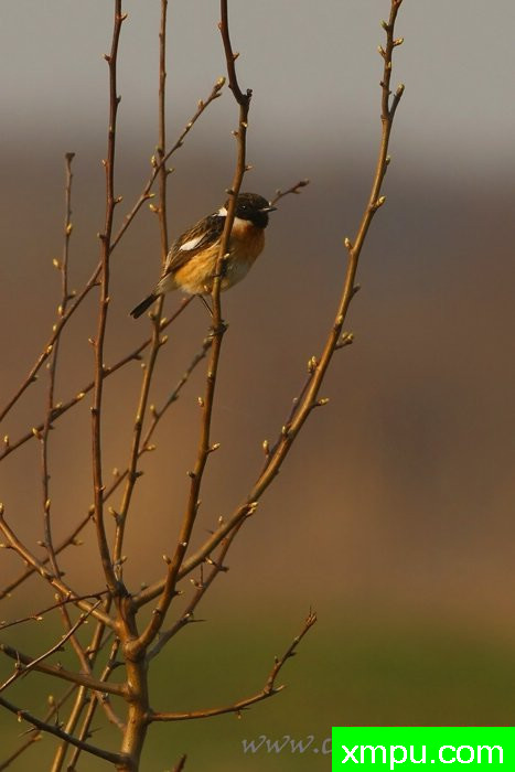 斯通（Saxicola rubicola）---著名摄影师：Cezar摄影