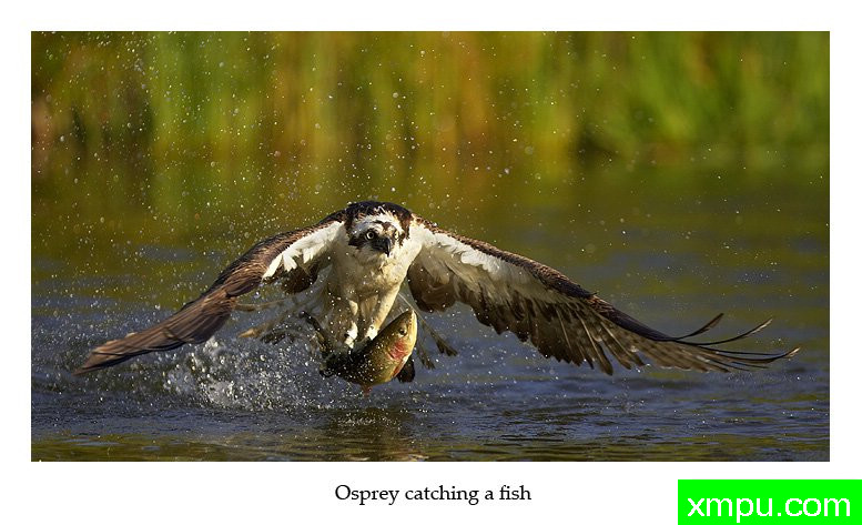 鱼鹰的工作---摄影师： 丹尼绿色摄影