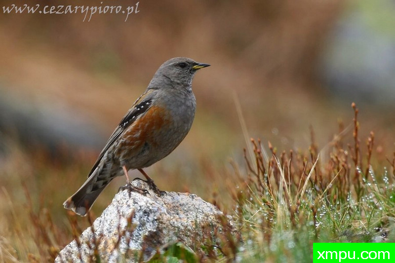 猎犬笛（夏枯草collaris）---著名摄影师：Cezar摄影