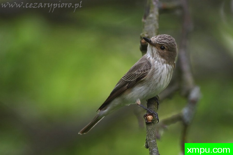 斑姬鹟（Muscicapa纹）---著名摄影师：Cezar摄影