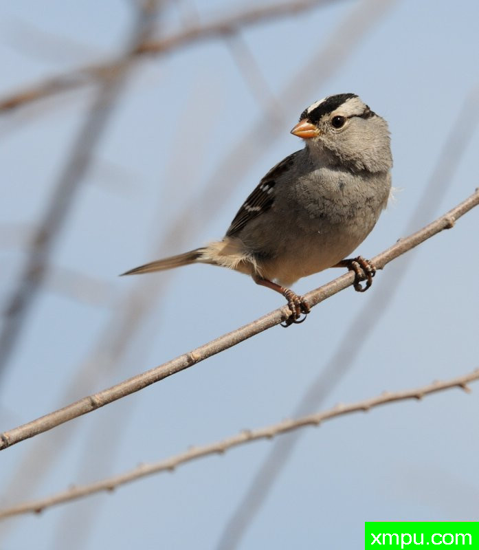 吉拉德---摄影师：巴里河伯德摄影