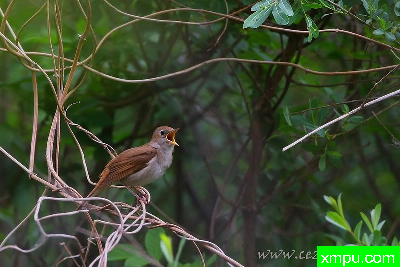 拉塞特夜莺（Luscinia megarhynchos）---著名摄影师：Cezar摄影