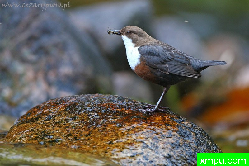 北斗（Cinclus cinclus）--著名摄影师：Cezar摄影