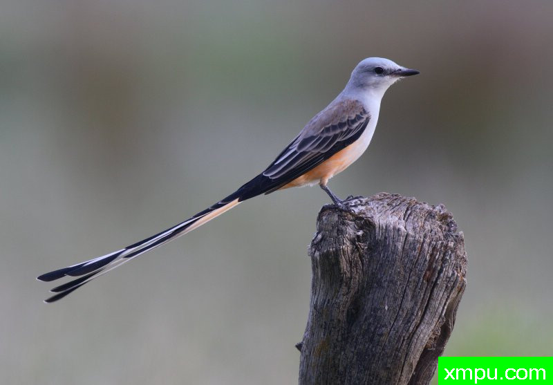 长尾---摄影师：巴里河伯德摄影