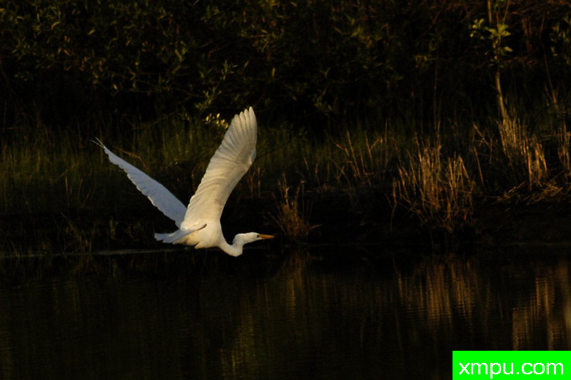 大白鹭飞行中---摄影师：李小龙摄影
