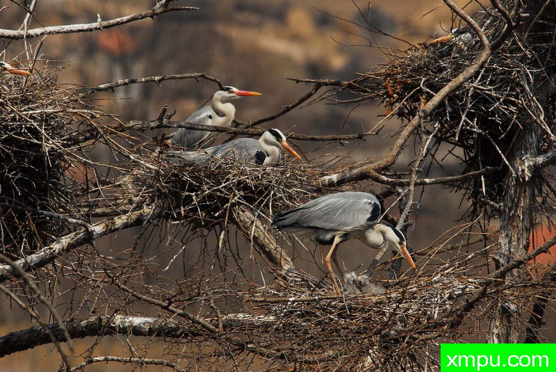 辽东山区拍苍鹭--著名自然摄影师：自然的回响摄影