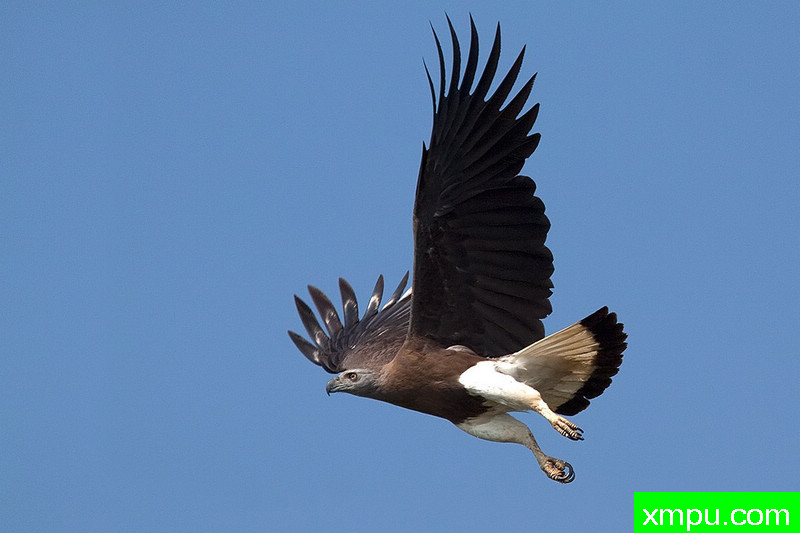 前方--摄影培育师：阿吉特Huilgol 摄影[美国]