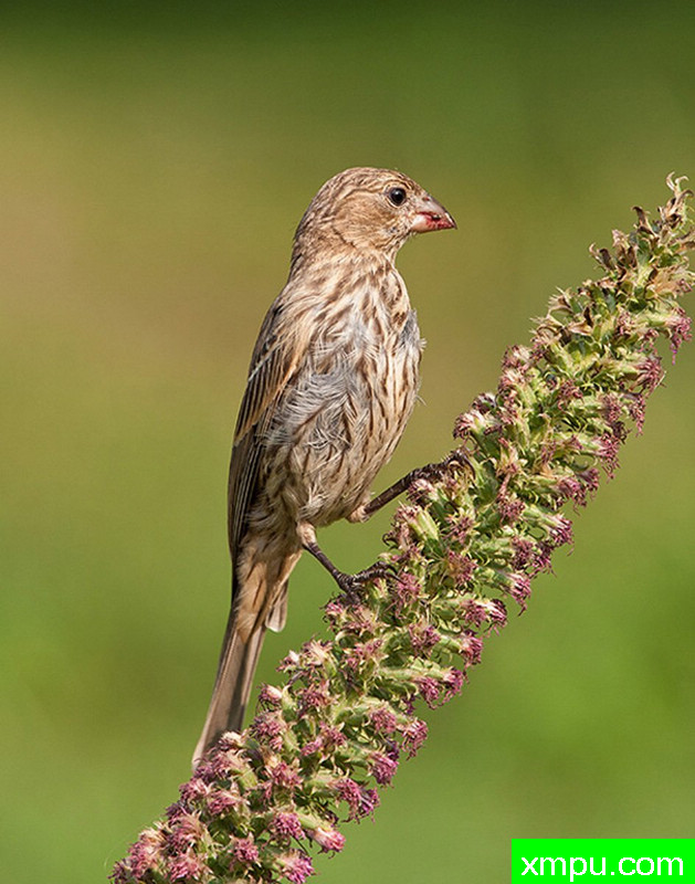 金翅雀--摄影师：拉里雷茨摄影