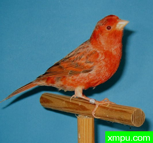 金丝雀-红眼蛇纹--摄影师：德卡纳里斯摄影[法国]