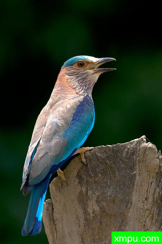 印版辊在树桩--摄影培育师：阿吉特Huilgol 摄影[美国]