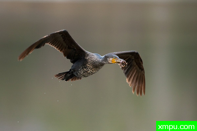 飞翔的鸬鹚--摄影培育师：阿吉特Huilgol 摄影[美国]