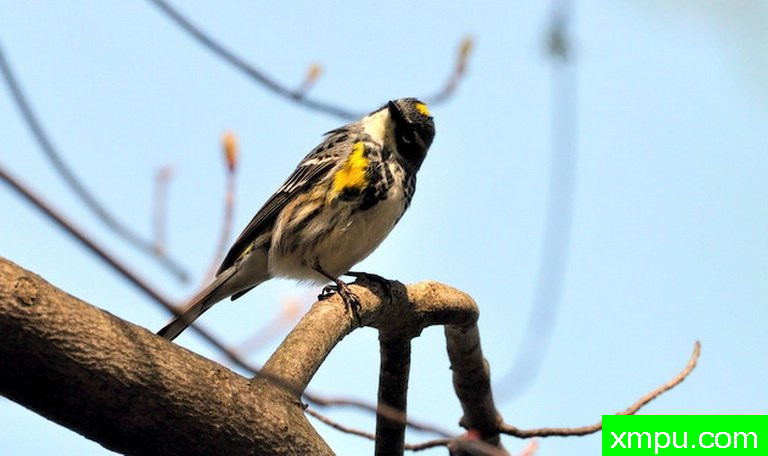 黄腰柳莺 --摄影师：理查德摄影[美国]