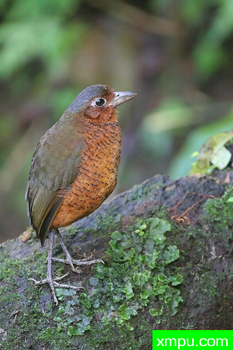 巨Antpitta ---著名的户外和自然摄影家：内特察佩尔摄影
