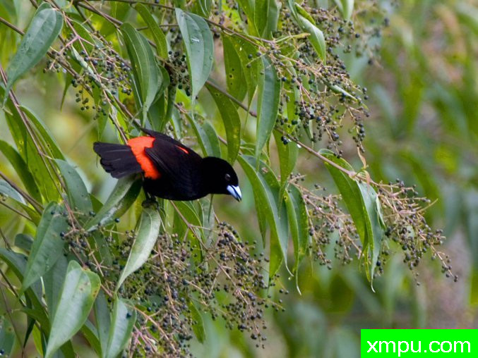 彻里的塔纳哲--[巴西]