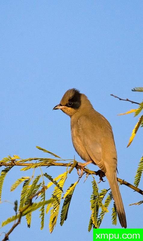 黑眉灰鸟--摄影培育师：阿吉特Huilgol 摄影[美国]
