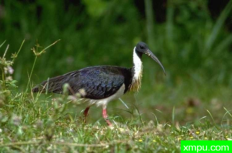 斯特劳颈鹮鹮属