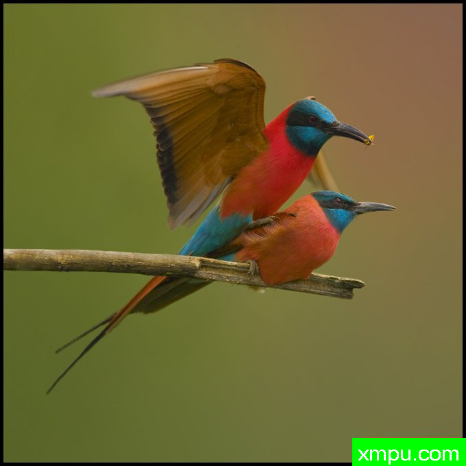 玩乐：海外蜂鸟---摄影师：温迪德角摄影