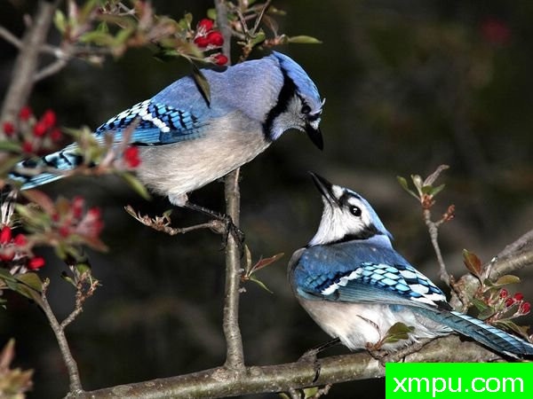 蓝鸟---著名摄影师：杰里史密斯摄影