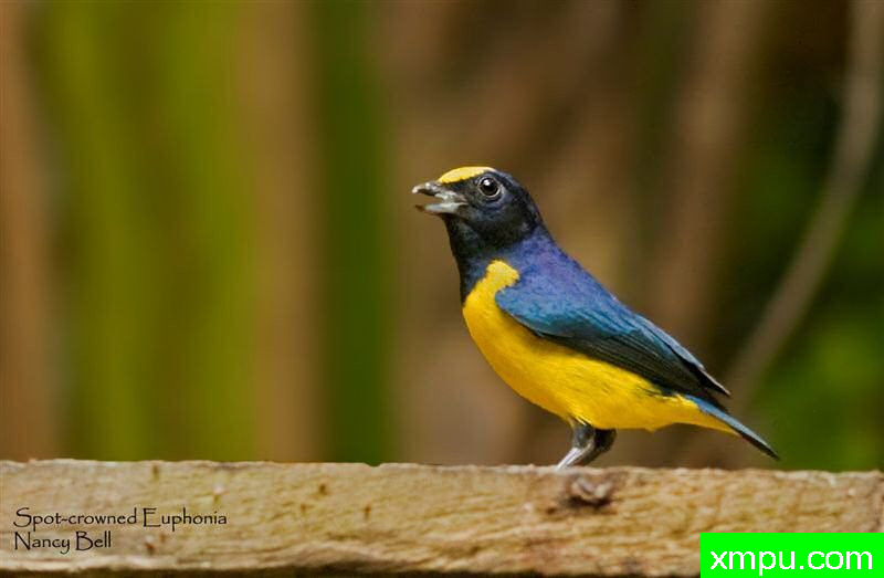 蓝翅黄冠雀[巴西]