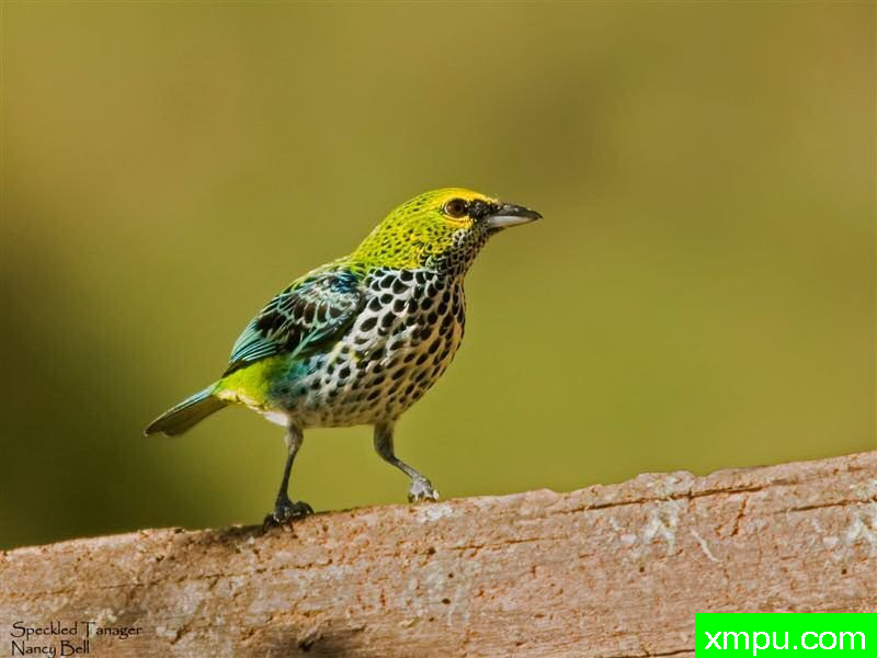 斑点塔纳哲塔加拉雀