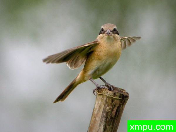 红尾伯劳---著名摄影师：拉尔夫Nabong摄影