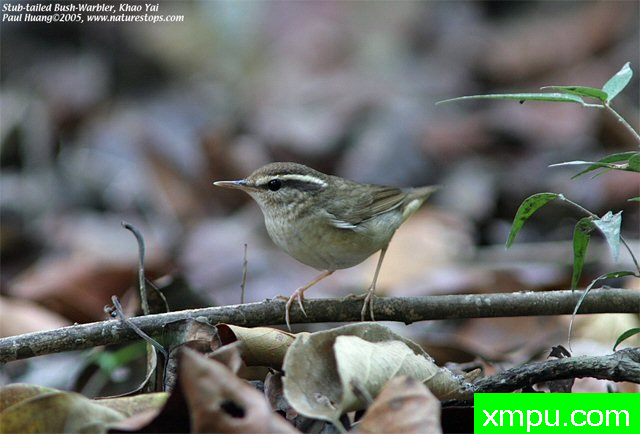 短尾布什莺--[巴西]