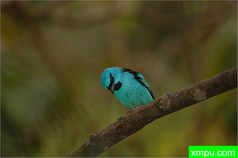 黑眉蓝腹 ---著名自然摄影师： 艾蒂安Artigau 摄影[美国]