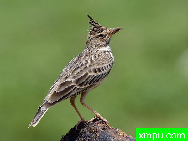 云雀---著名摄影师：Kishor Gumaste摄影