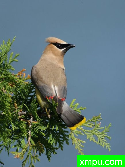 黄连雀---著名摄影师：James Galletto摄影