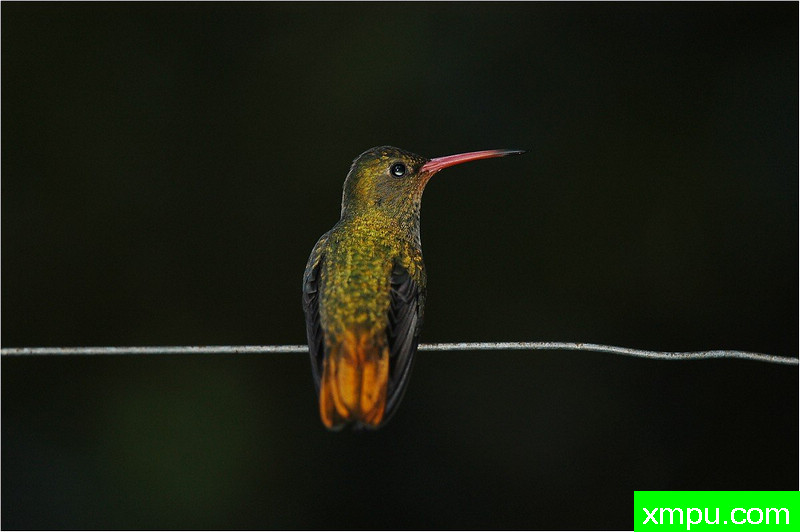 度金蜂鸟--著名自然摄影师： 艾蒂安Artigau 摄影[美国]